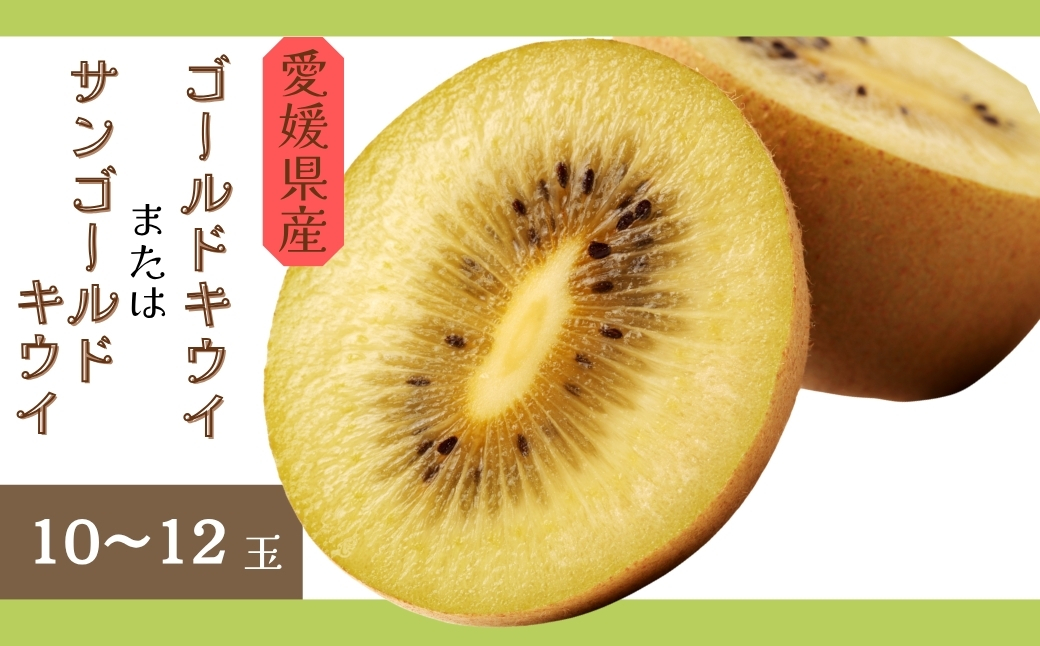 キウイ 愛媛 サンゴールドキウイ ゴールドキウイ 10〜12玉入り 【11月中旬から順次発送予定】 数量限定 伊予市｜B470