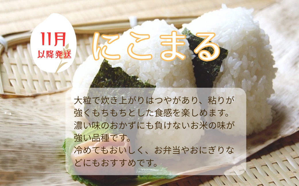 お米 令和7年産 5kg にこまる 特別栽培米  先行予約  【2025年11月以降発送】 精米 米 こめ コメ 白米 ごはん ライス 愛媛 伊予市｜C150