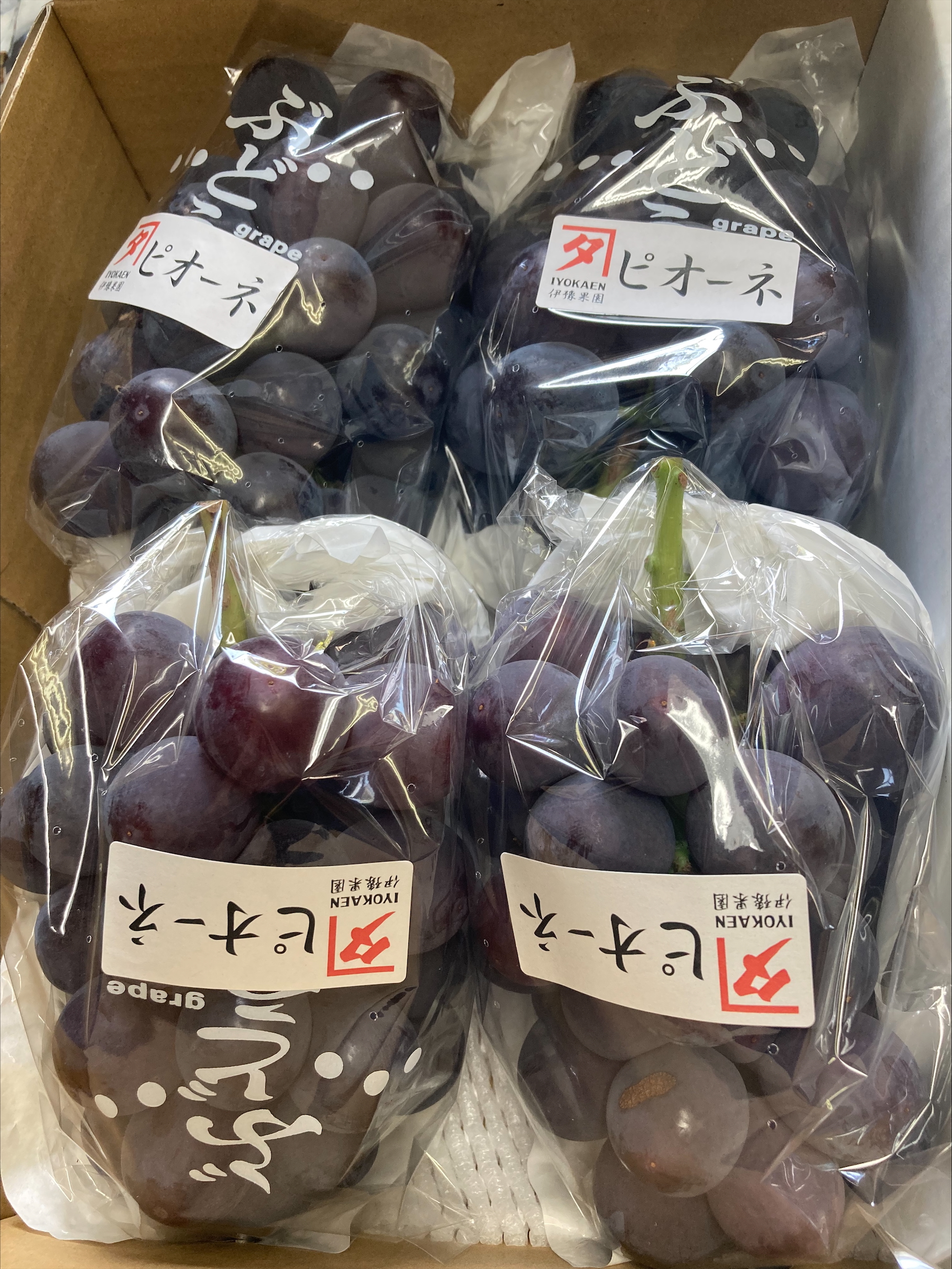 ニューピオーネ 約2kg 【2026年先行予約・2026年8月上旬から順次発送予定】 ぶどう 葡萄 種無し 果物 愛媛 人気 伊豫果園 伊予市｜B390