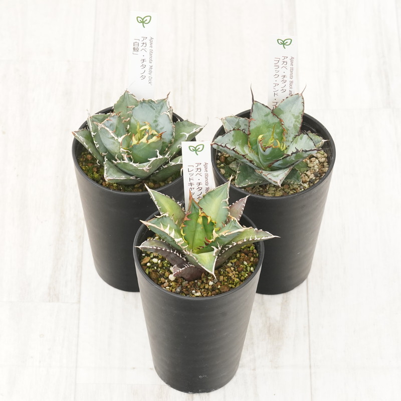 多肉植物 インテリア アガベ チタノタ銘品３種セット 白鯨・赤猫・ブラック＆ブルー 3.5号鉢 四国ガーデン 人気 観葉植物 グリーン リラックス 伊予市｜D52