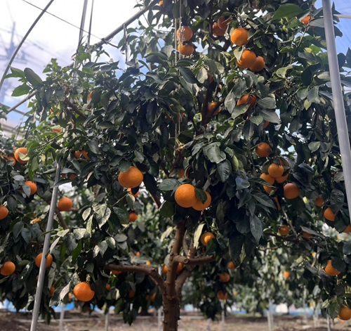 ã¿ãã æåª ææ28å· çŽ
ãŸã©ããªãšåäžåçš® 5kg å®¶åºçš äººæ° æ°ééå® å
è¡äºçŽ ææ© äŒäºåžã2026幎11æäžæ¬ä»¥éé æ¬¡çºéãïœC120