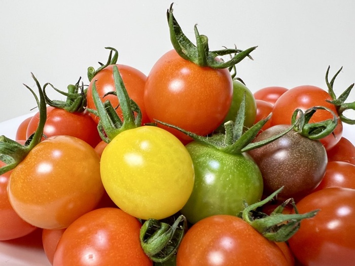 ミニトマト 160g〜180g×10袋 カラートマト 【2025年12月上旬から順次発送予定】 食べくらべ 農園直送 完熟 愛媛 人気 伊予市｜B81