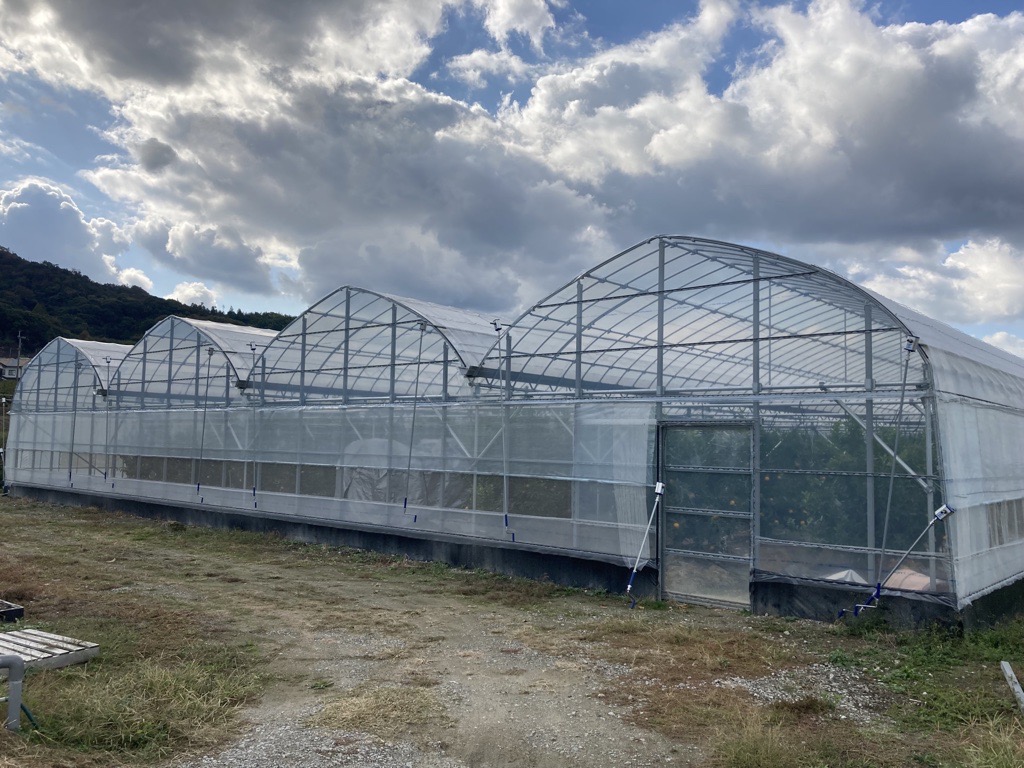 ã2026幎3æçºéäºå®ãææ48å· 5kg çŽ
ããªã³ã»ã¹åäžåçš® 蟲åçŽé ã¿ãã æåª äººæ° æ°ééå® å
è¡äºçŽ ææ© äŒäºåžïœC93