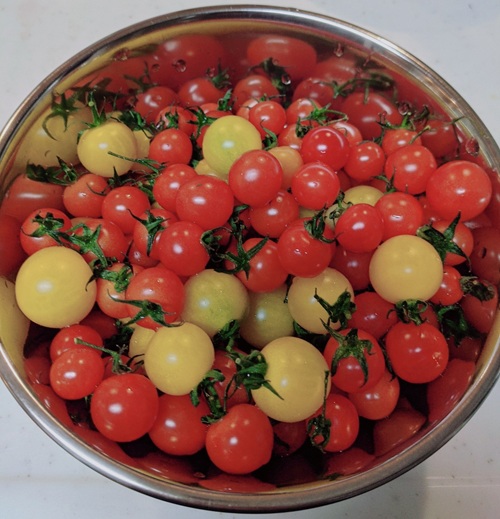 ミニトマト 160g〜180g×10袋 カラートマト 【2025年12月上旬から順次発送予定】 食べくらべ 農園直送 完熟 愛媛 人気 伊予市｜B81