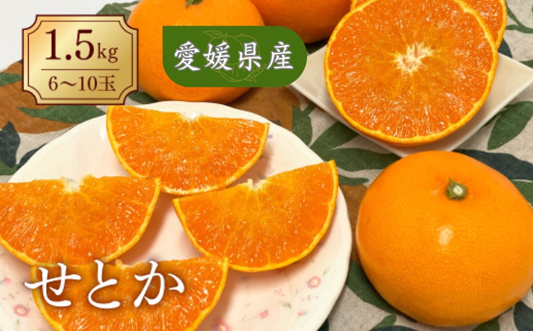 みかん 愛媛 せとか（1.5kg） 人気 数量限定 先行予約 【2026年2月下旬以降発送】 柑橘 伊予市｜B30