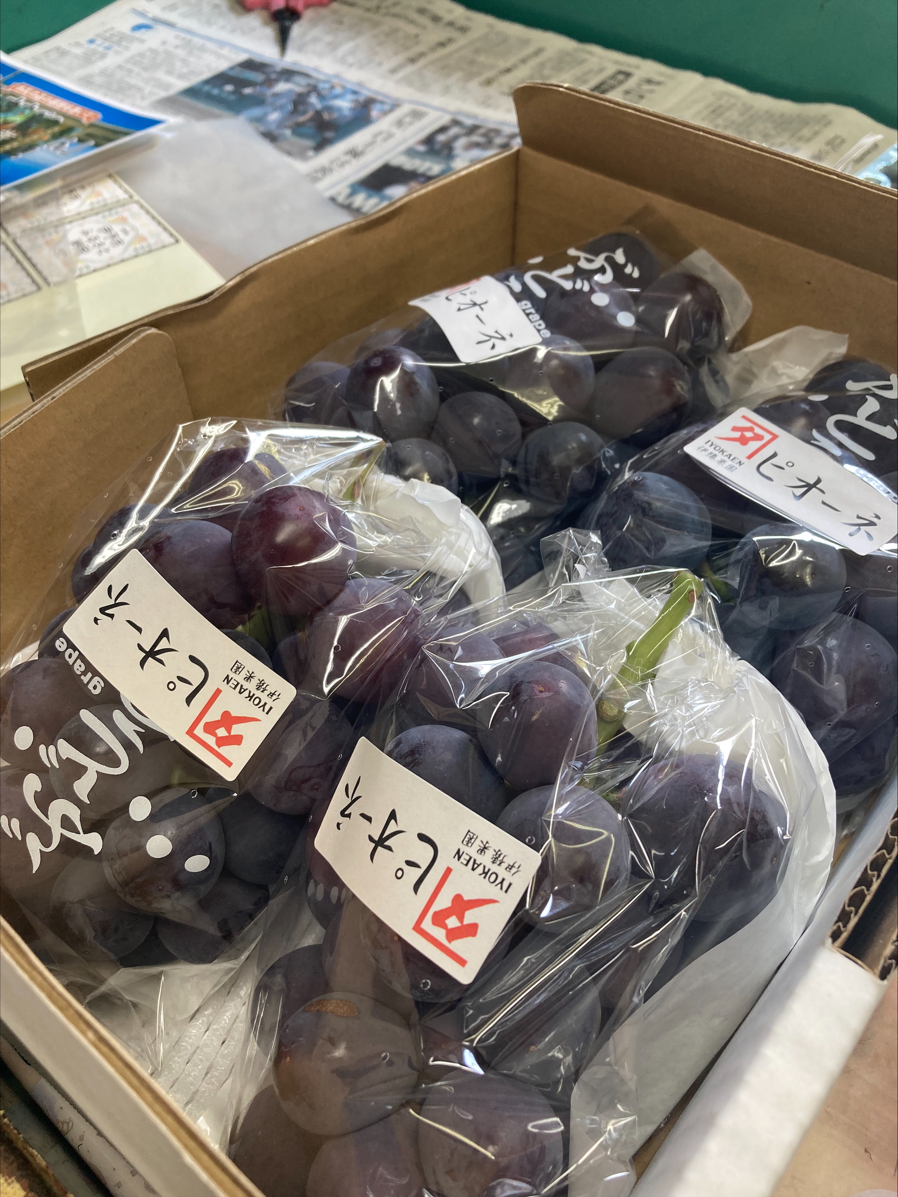 ニューピオーネ 約2kg 【2026年先行予約・2026年8月上旬から順次発送予定】 ぶどう 葡萄 種無し 果物 愛媛 人気 伊豫果園 伊予市｜B390