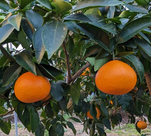 ã¿ãã æåª ææ28å· çŽ
ãŸã©ããªãšåäžåçš® 5kg å®¶åºçš äººæ° æ°ééå® å
è¡äºçŽ ææ© äŒäºåžã2026幎11æäžæ¬ä»¥éé æ¬¡çºéãïœC120