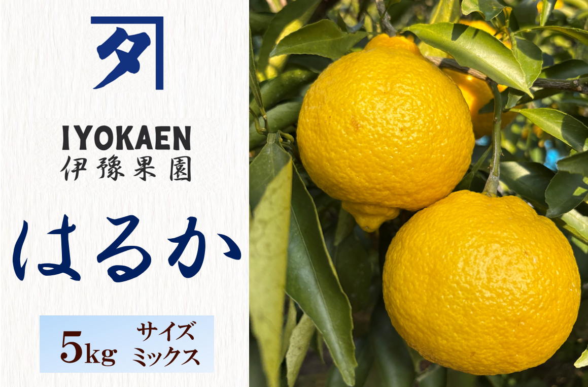 はるか サイズミックス  約5kg ご家庭用 みかん 愛媛 人気  柑橘 伊豫果園 伊予市 | B386