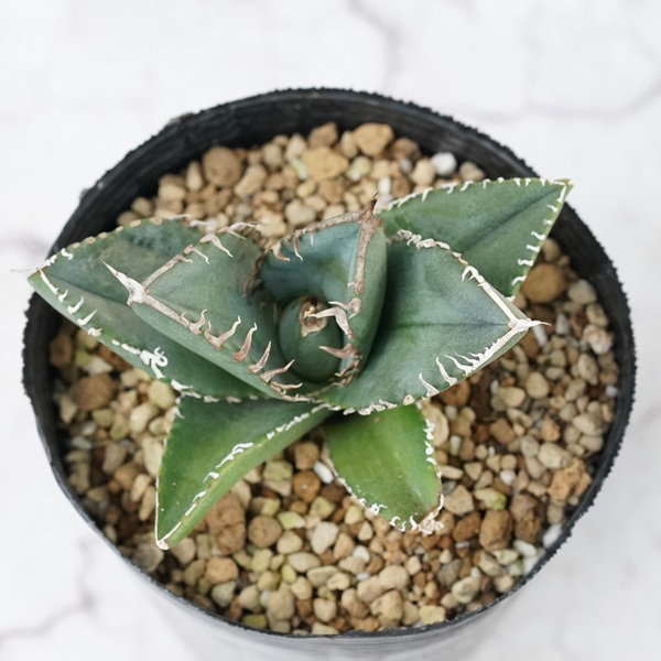 ã¢ã¬ãã»ãã¿ãã¿ ãåã¢ããªã«ãã€ã€ã¢ã³ãã 3.5å·é¢ æ°ééå® ååœã¬ãŒãã³ äººæ° å€èæ€ç© ååœã¬ãŒãã³ äººæ° èŠ³èæ€ç© ã°ãªãŒã³ ãªã©ãã¯ã¹ ïœD49