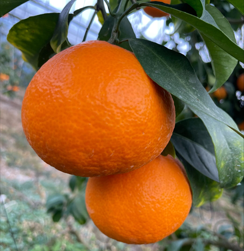 訳あり 愛果28号 5kg サイズミックス 【2026年12月中旬から順次発送予定】 紅まどんなと同一品種 みかん 愛媛 数量限定 先行予約 柑橘 伊予市｜B220