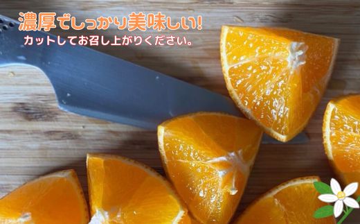 【2027年先行予約】せとか 3kg ご家庭用 みかん 愛媛 先行予約 【2027年2月上旬から順次発送】 数量限定 愛媛県産 人気 柑橘 伊予市｜B244
