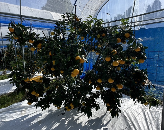 【2026年先行予約】 みかん 愛果28号 5kg Lサイズ バラ詰め 紅まどんなと同一品種 農園直送 【2026年11月中旬から順次発送予定】 愛媛 数量限定 愛媛県産 人気 柑橘 伊予市｜B529