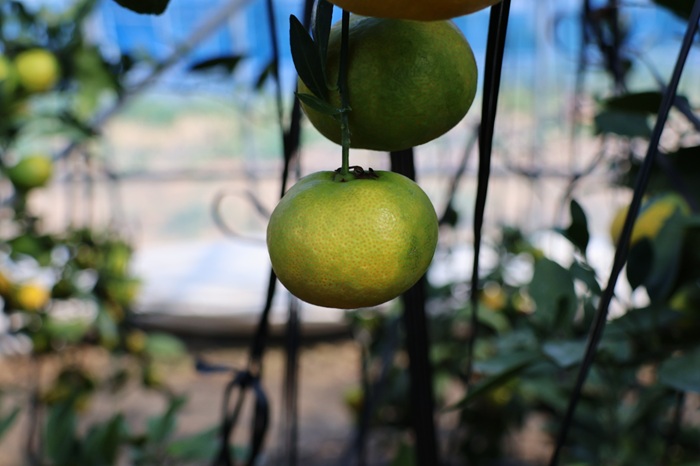 ã¿ãã æåª ã°ãªãŒã³ããŠã¹ã¿ãã æž©å®€ã¿ãã 2kg ã8æäžæ¬ããé æ¬¡çºéã å€ æ°ééå® ææ© ãã«ãŒã äŒäºåžïœB441