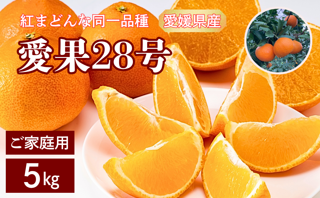 【2026年先行予約】 愛果28号 5kg ご家庭用 紅まどんなと同一品種 農園直送 【12月中旬から順次発送予定】 愛媛 数量限定 愛媛県産 人気 柑橘 伊予市 | B256