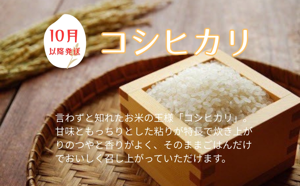 お米 令和7年産 5kg コシヒカリ  特別栽培米  先行予約  【2025年10月以降発送】 精米 米 こめ コメ 白米 ごはん ライス 愛媛 伊予市｜C151