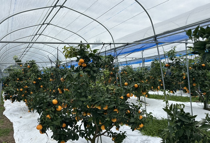 【2026年先行予約】 みかん 愛果28号 5kg Mサイズ バラ詰め 紅まどんなと同一品種 農園直送 【2026年11月中旬から順次発送予定】 愛媛 数量限定 愛媛県産 人気 柑橘 伊予市｜B512