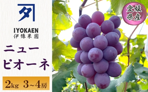 ニューピオーネ 約2kg 【2026年先行予約・2026年8月上旬から順次発送予定】 ぶどう 葡萄 種無し 果物 愛媛 人気 伊豫果園 伊予市|B390