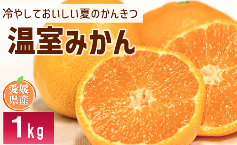 ハウスみかん 1kg みかん【8月上旬から順次発送予定】 人気 数量限定 柑橘 伊予市 ｜ B426