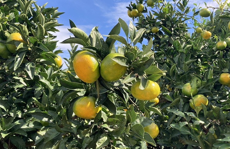 極早生みかん 3kg ご家庭用 農園直送 先行予約 【10月上旬から順次発送予定】 愛媛 数量限定 愛媛県産 人気 柑橘 伊予市｜A98