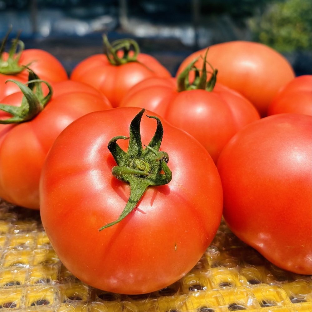 トマト 4kg 20玉〜28玉 麗月 産地直送 野菜 新鮮 サラダ 赤熟 くぼなか農園 愛媛 伊予市 | B362