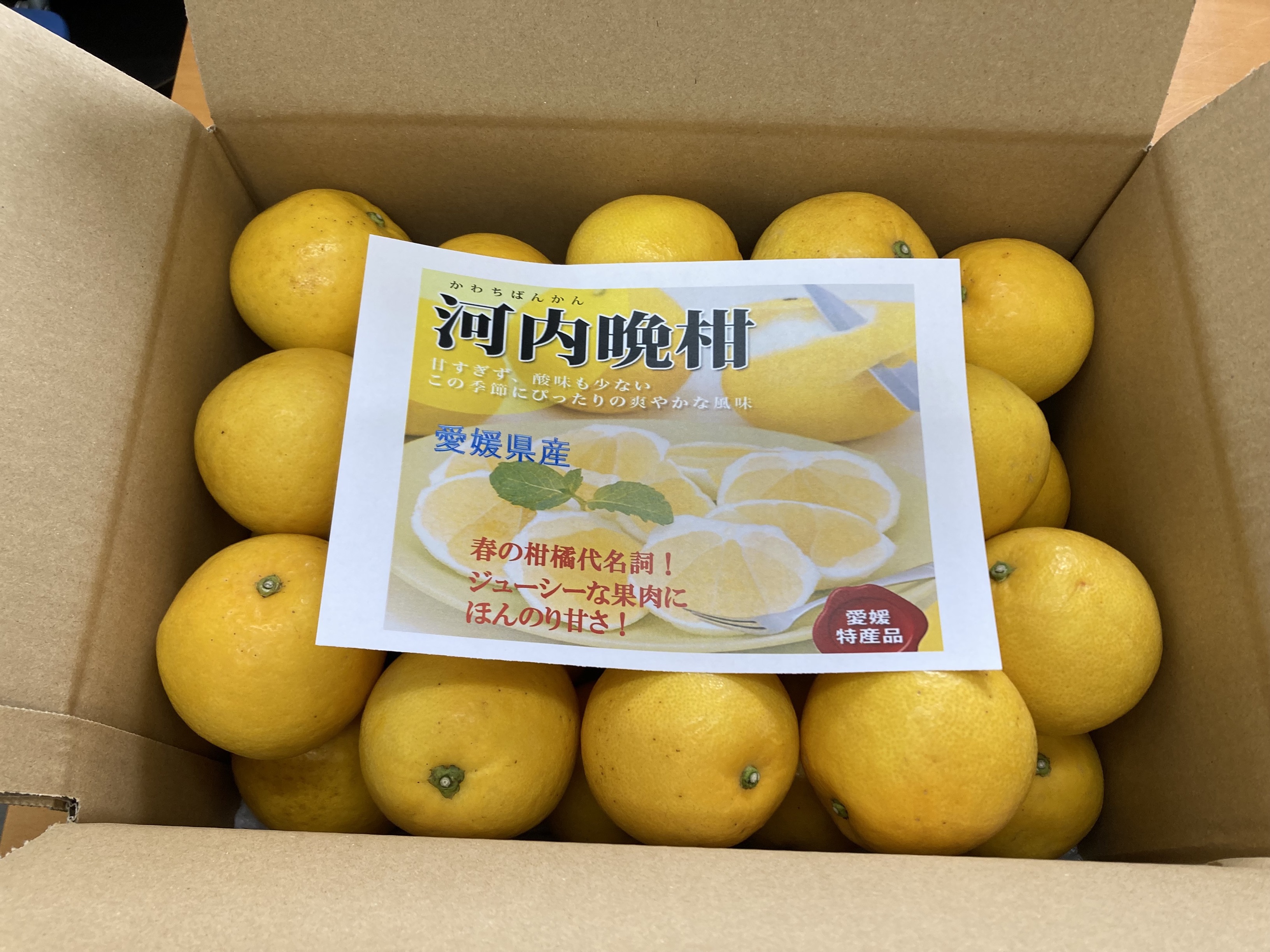 訳あり 河内晩柑 8kg ご家庭用 人気 【2026年4月以降順次発送】かわちばんかん 数量限定 先行予約  さっぱりした甘味 みかん 柑橘 蜜柑 くだもの フルーツ 国産 愛媛 伊予市｜B150