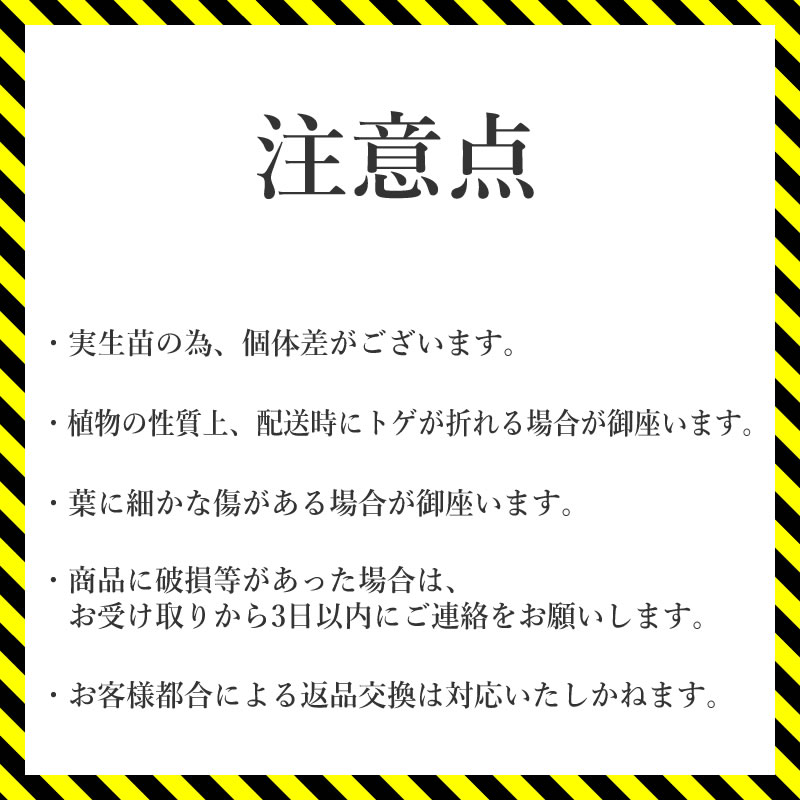 アガベ・チタノタ「ライオンズメーン」 3.5号鉢 四国ガーデン 人気 多肉植物 インテリア 観葉植物 グリーン リラックス｜B454