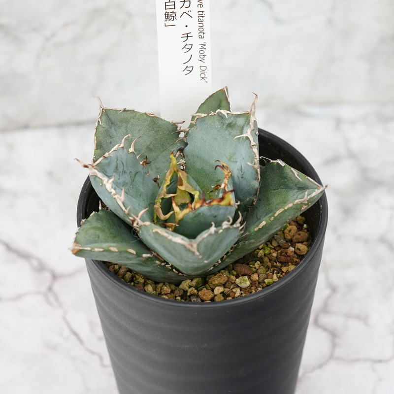アガベ・チタノタ ”白鯨” 4.5号鉢 四国ガーデン 人気 多肉植物 インテリア 観葉植物 グリーン リラックス｜C74