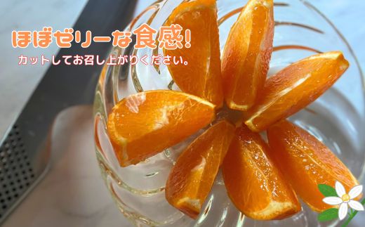 【2026年先行予約】愛果28号 3kg ご家庭用 みかん 愛媛 紅まどんなと同一品種 【2026年12月から順次発送】 先行予約 数量限定 愛媛県産 人気 柑橘 伊予市｜B246