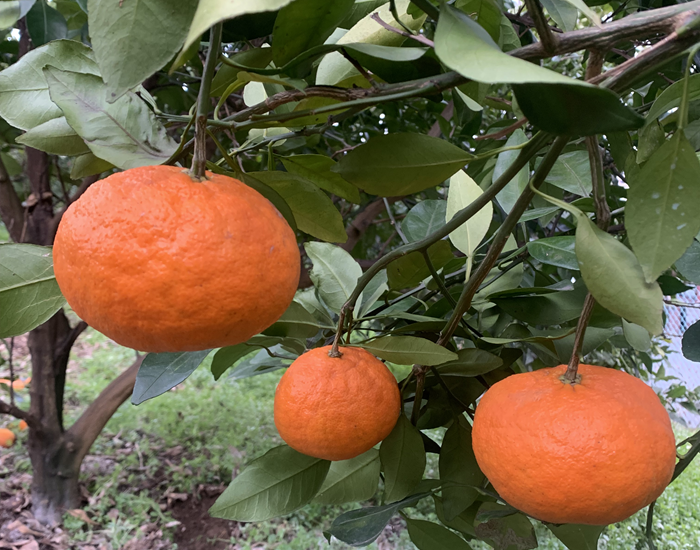 みかん 愛媛 甘平 3kg バラ詰め ご家庭用 農園直送 先行予約 【2027年1月中旬から順次発送予定】 愛媛県産 数量限定 人気 柑橘 伊予市｜B518