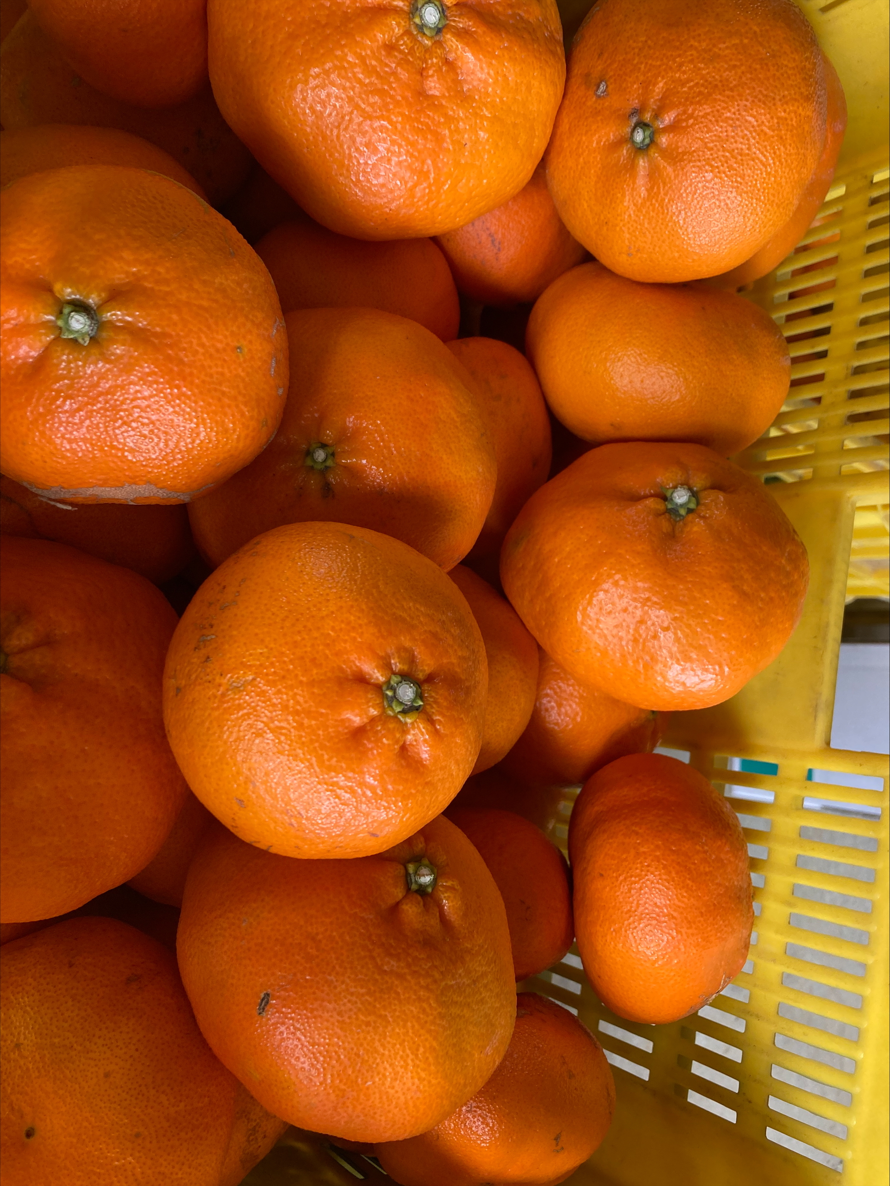 みかん 甘平 5kg M～３Ｌサイズ バラ詰め 農園直送 先行予約 【2027年2月上旬から順次発送予定】 愛媛 数量限定 愛媛県産 人気 柑橘 伊予市｜ B515