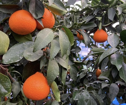 みかん 愛媛県 愛果28号 3kg 優品 レッスルファーム 紅まどんなと同一品種【2026年11月下旬から順次発送予定】先行予約 数量限定 お取り寄せ おすすめ 美味しい おいしい グルメ フルーツ くだもの 愛媛県産 人気 柑橘 伊予市｜B252