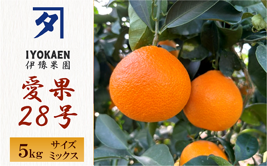 愛果28号 サイズミックス  約5kg ご家庭用 みかん 愛媛 人気  柑橘 伊豫果園 伊予市｜C107