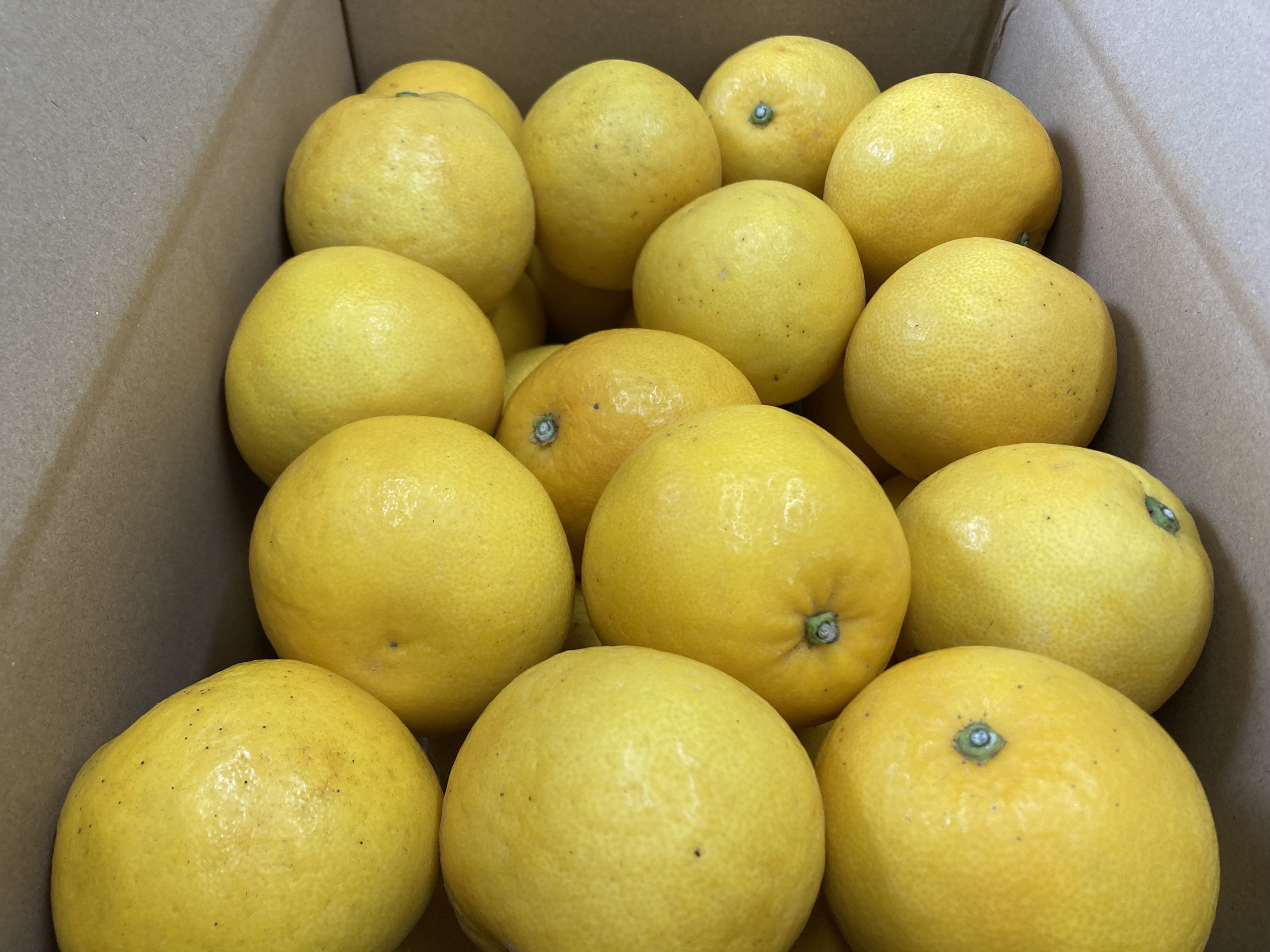 訳あり 河内晩柑 8kg ご家庭用 人気 【2026年4月以降順次発送】かわちばんかん 数量限定 先行予約  さっぱりした甘味 みかん 柑橘 蜜柑 くだもの フルーツ 国産 愛媛 伊予市｜B150