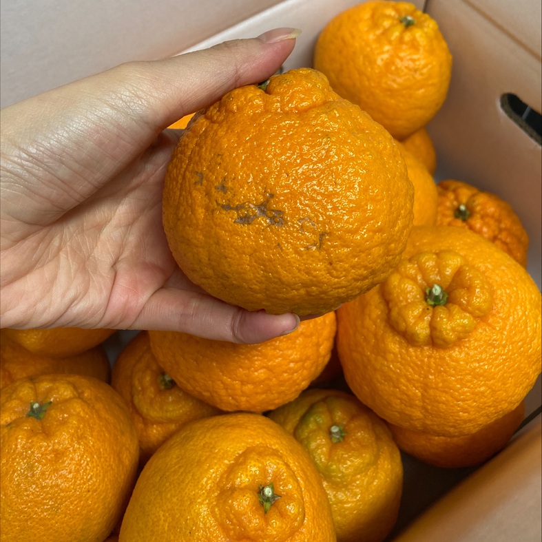 【2027年先行予約】不知火 5kg ご家庭用 農園直送 先行予約 2027年4月発送 愛媛 数量限定 愛媛県産 人気 柑橘 伊予市｜B536