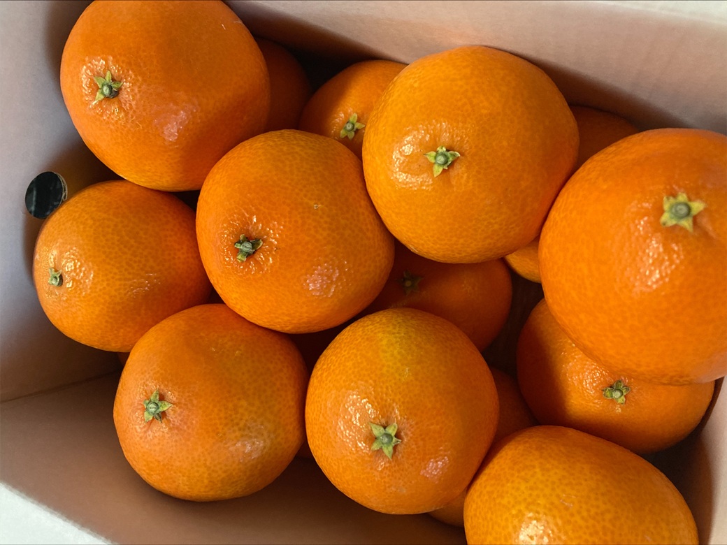 【2026年先行予約】 みかん 愛果28号 3kg MLサイズ バラ詰め 紅まどんな同一品種 【2026年12月以降順次発送予定】 みきゃん箱 愛媛 数量限定 愛媛県産 人気 柑橘 フルーツ 国産 おすすめ 伊予市｜B533