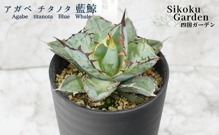 ガ*M様 多肉植物　アガベ チタノタ BB 藍鯨子株　100 株コースセット アガベ・チタノタ「藍鯨」 3.5号鉢 四国ガーデン 人気 多肉植物