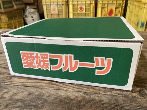 ã2026幎å
è¡äºçŽãææ28å· 2kg ã¿ãã çŽ
ãŸã©ããªãšåäžåçš® 蟲åçŽé ã12æäžæ¬ããé æ¬¡çºéäºå®ã æåª æ°ééå® æåªçç£ äººæ° ææ© äŒäºåžïœB333