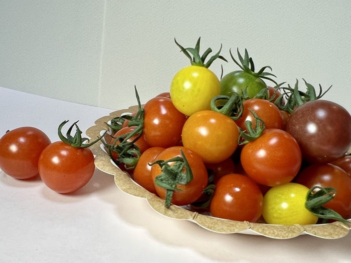 ミニトマト 160g〜180g×10袋 カラートマト 【2025年12月上旬から順次発送予定】 食べくらべ 農園直送 完熟 愛媛 人気 伊予市｜B81