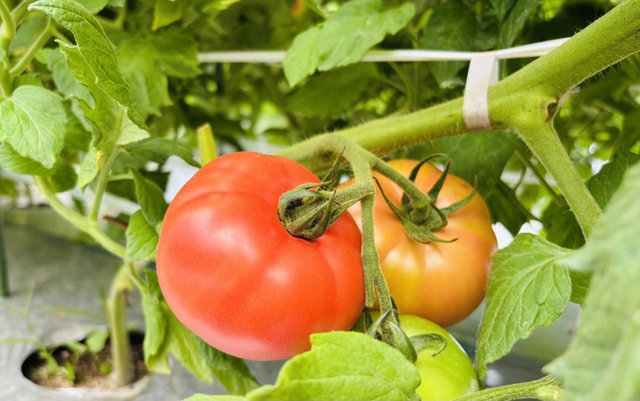 トマト 4kg 20玉〜28玉 麗月 産地直送 野菜 新鮮 サラダ 赤熟 くぼなか農園 愛媛 伊予市 | B362