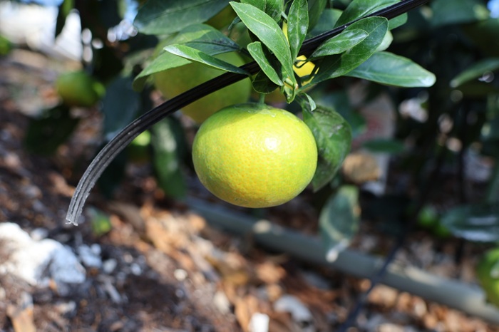 ã¿ãã æåª ã°ãªãŒã³ããŠã¹ã¿ãã æž©å®€ã¿ãã 2kg ã8æäžæ¬ããé æ¬¡çºéã å€ æ°ééå® ææ© ãã«ãŒã äŒäºåžïœB441