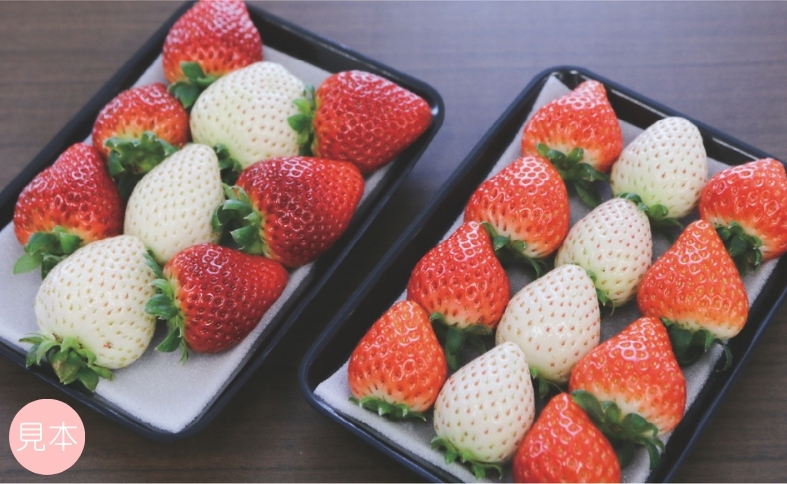 いちご 紅白いちご ランダム３種食べ比べセット 農園直送 （赤いちご２品種＋白いちご） くぼなか農園 数量限定 愛媛 人気 伊予市｜B20