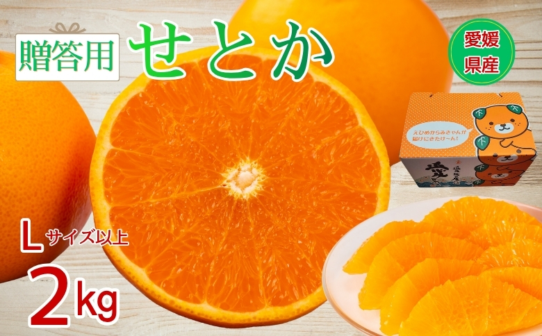 【2027年先行予約】せとか みかん 愛媛 2kg 贈答用 人気 数量限定【2027年1月中旬以降発送】 柑橘 愛媛県産 伊予市｜B549