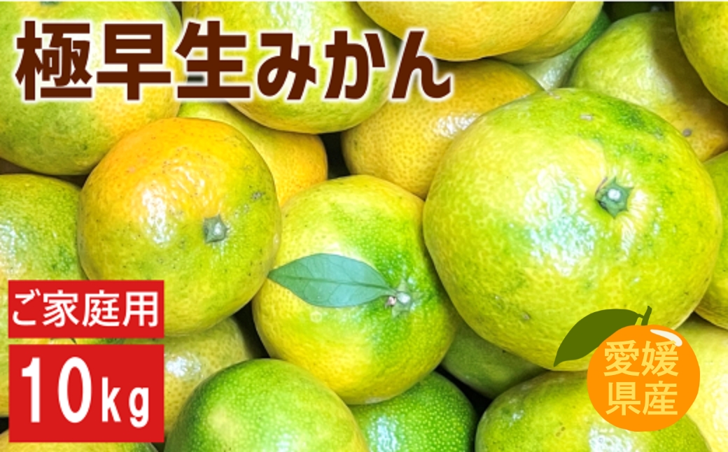 極早生みかん 10kg ご家庭用 日南1号 農園直送 先行予約 【9月中旬以降順次発送】 愛媛 数量限定 愛媛県産 人気 柑橘 伊予市 | B227