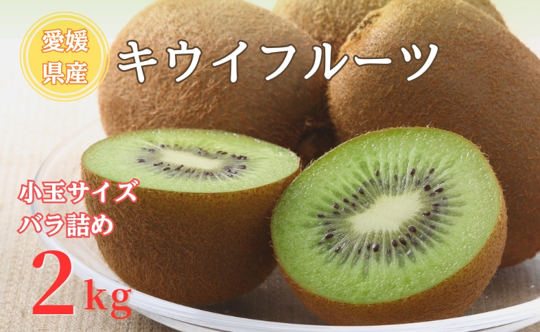【2026年先行予約】キウイ バラ詰め 2kg 小玉サイズ限定 農園直送 先行予約 【10月中旬から順次発送予定】 キウイフルーツ 愛媛 数量限定 伊予市｜A127