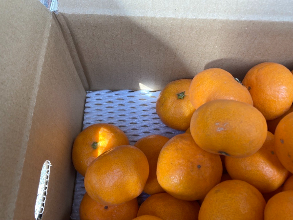 みかん 愛媛 早生みかん 約4kg 人気 数量限定 柑橘 伊予市｜B173