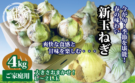 新玉ねぎ 約4kg 4月発送 春の味わい 愛媛 伊予市｜B237