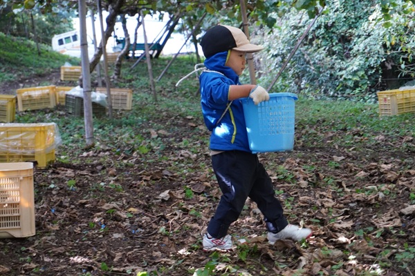 訳あり 愛果28号 5kg サイズミックス 【2026年12月中旬から順次発送予定】 紅まどんなと同一品種 みかん 愛媛 数量限定 先行予約 柑橘 伊予市｜B220