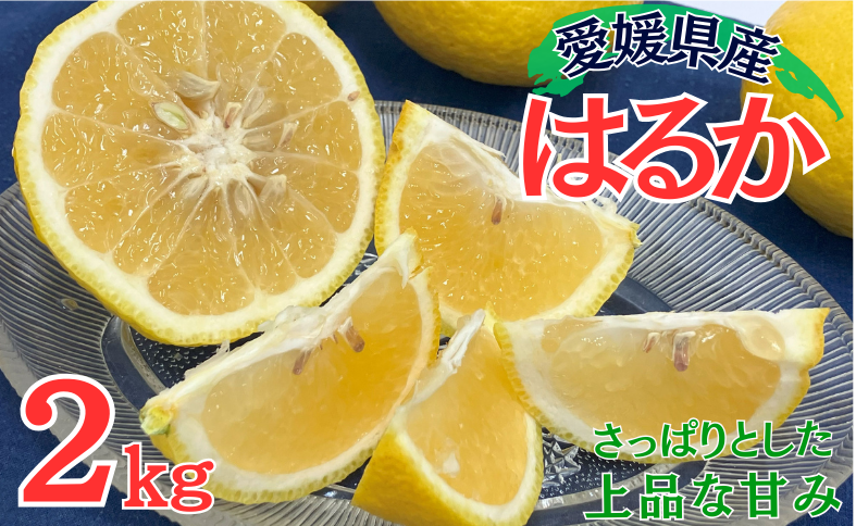 はるか みかん 5kg 愛媛 人気 数量限定 柑橘 伊予市｜B162