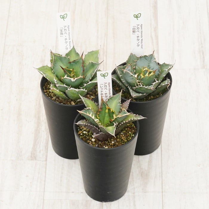 多肉植物 インテリア アガベ チタノタ銘品3種 セット 3.5号鉢 白鯨 赤猫 宝珠 四国ガーデン 人気 観葉植物 グリーン リラックス 伊予市｜D53