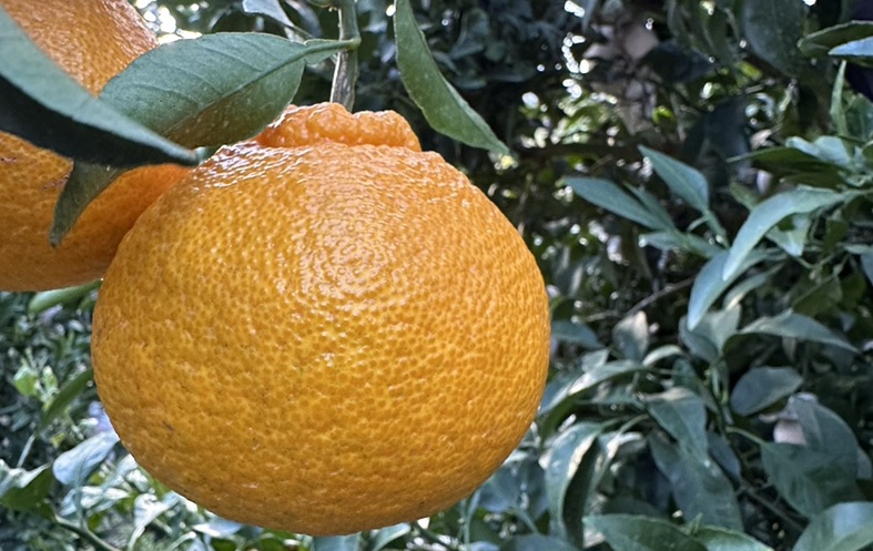 みかん 不知火 しらぬい 5kg Mサイズ バラ詰め 【3月中旬順次発送予定】 愛媛みかん ミカン 蜜柑 果物 くだもの フルーツ 柑橘 かんきつ 柑橘類 おすすめ 人気 国産 愛媛 伊予市 【先行予約】 【数量限定】｜B514